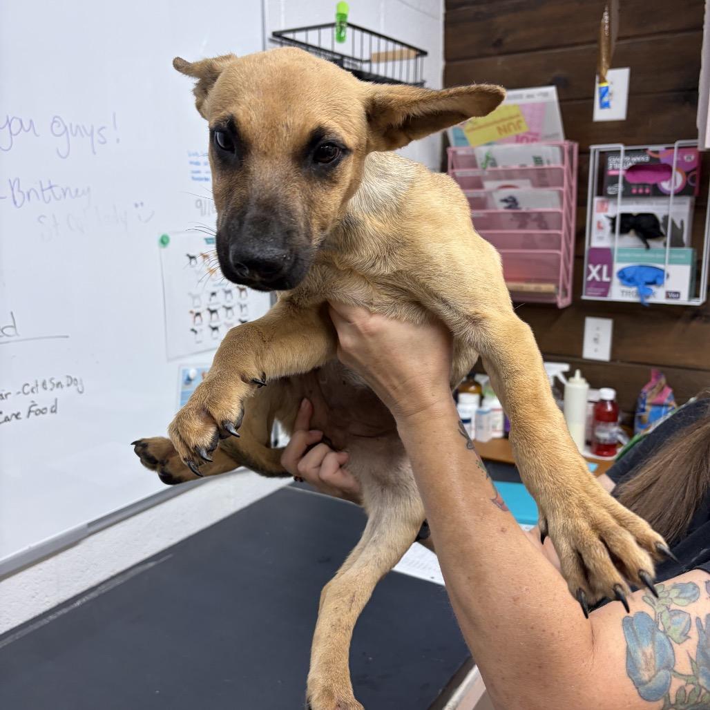 Stacey, Adoptable, Puppy Female Mixed Breed.