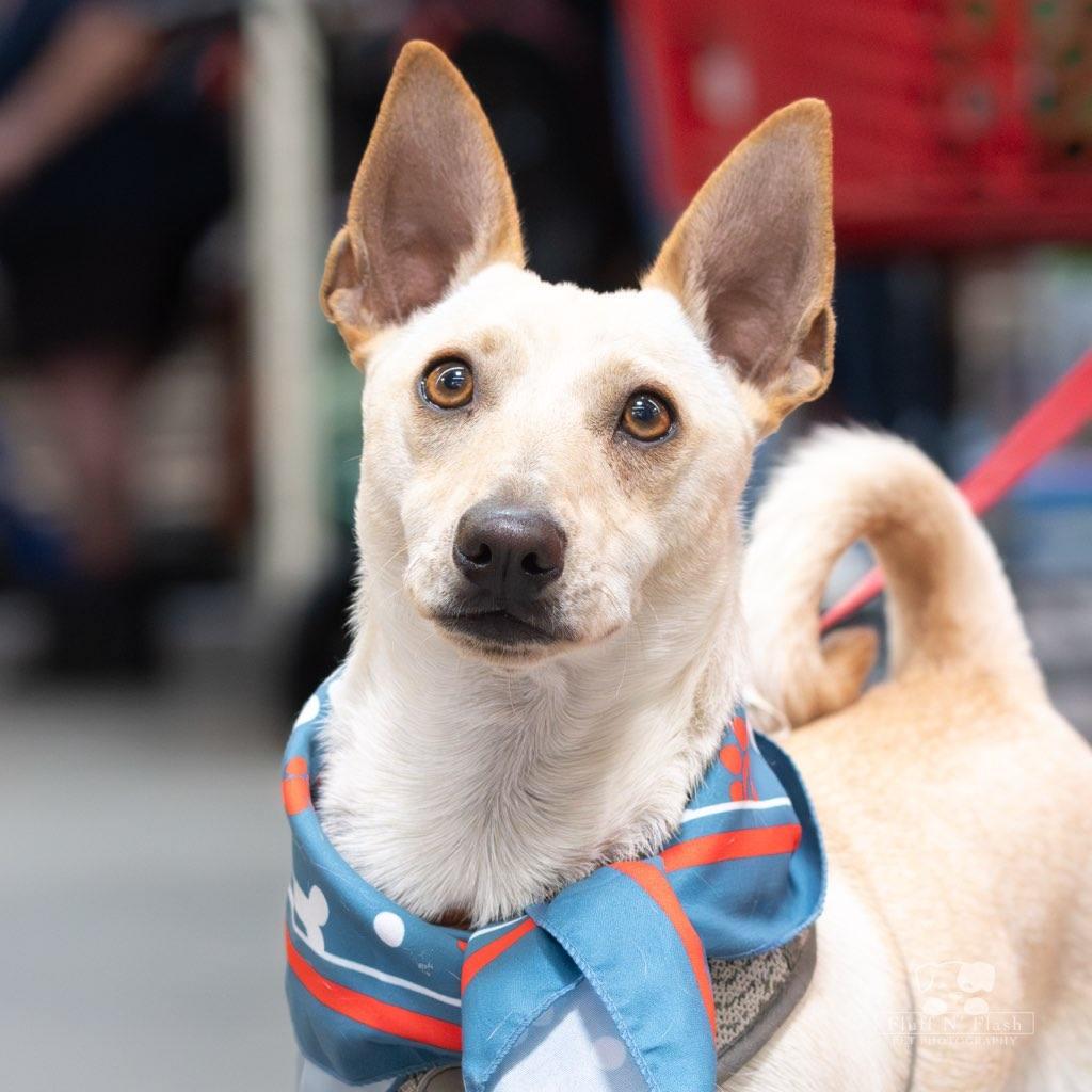 Bingo, Adoptable, Young Male Dachshund.
