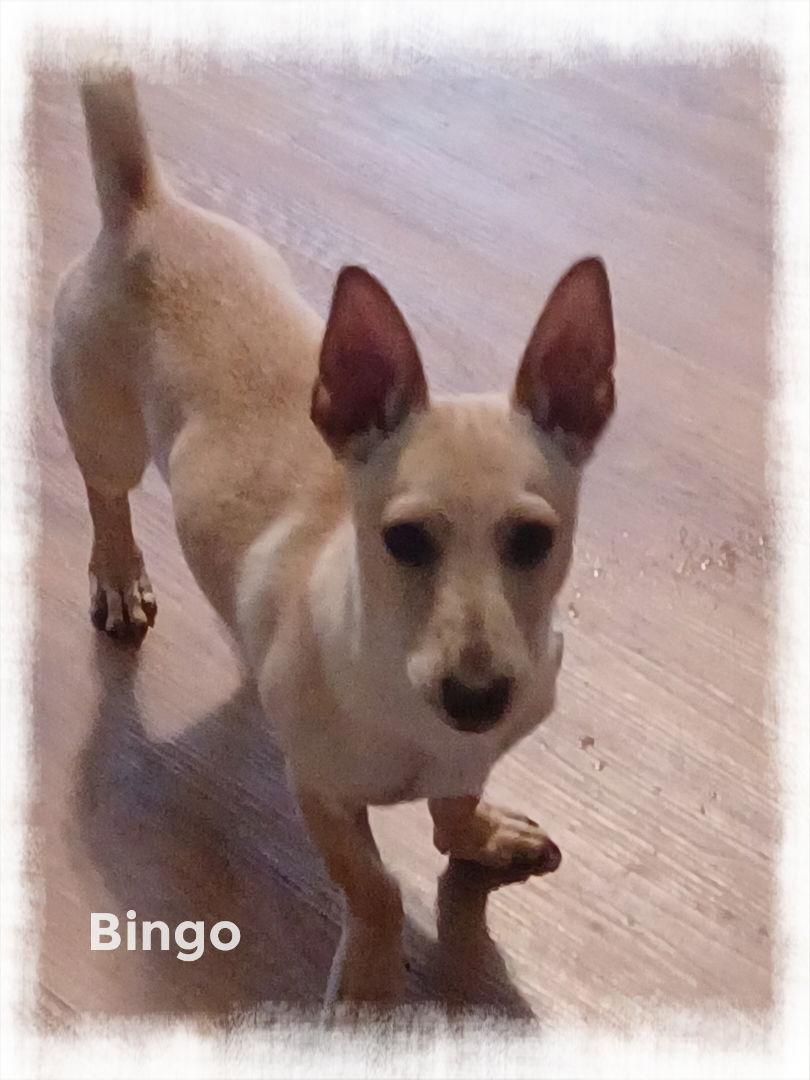 Enlarge Bingo, a Adoptable Dachshund in Mentone, CA image 2/2