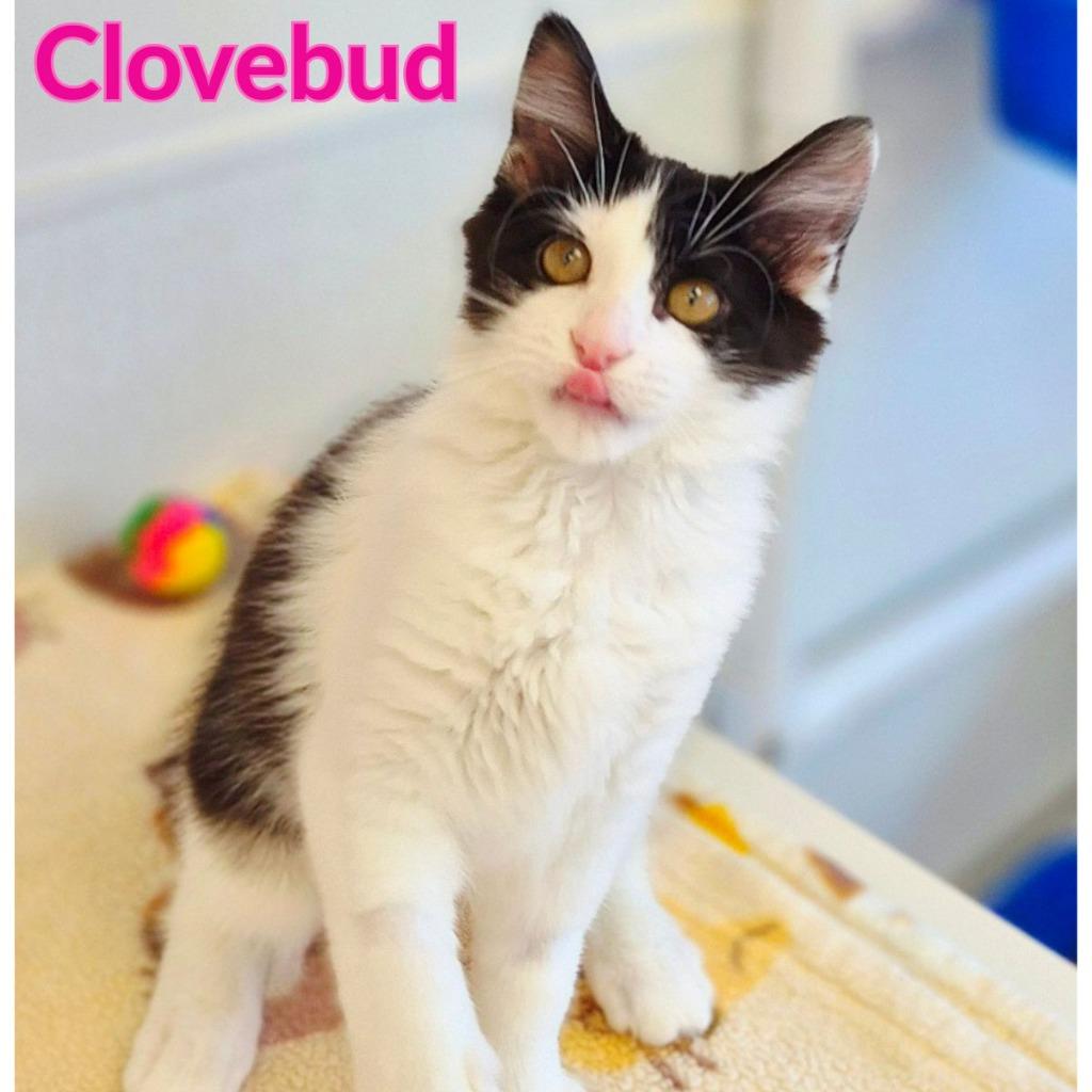 Clovebud, a Adopted mixed breed in North Saint Paul, MN image 1/4