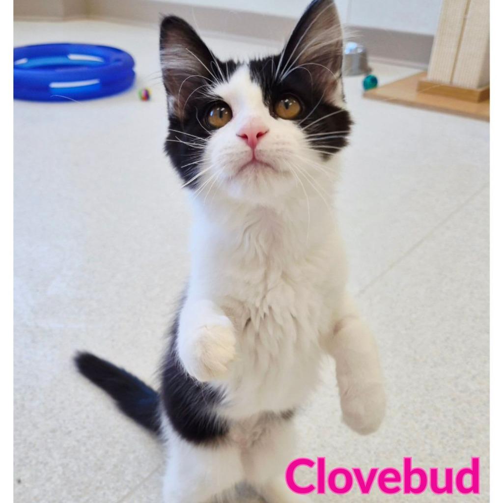 Clovebud, a Adopted mixed breed in North Saint Paul, MN image 2/4