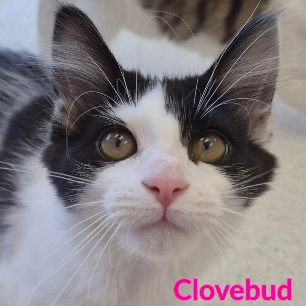 Clovebud, a Adopted mixed breed in North Saint Paul, MN image 3/4