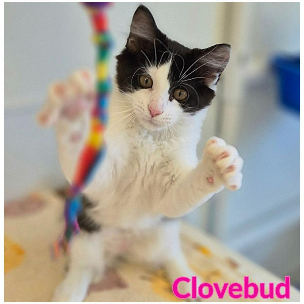 Clovebud, a Adopted mixed breed in North Saint Paul, MN image 4/4