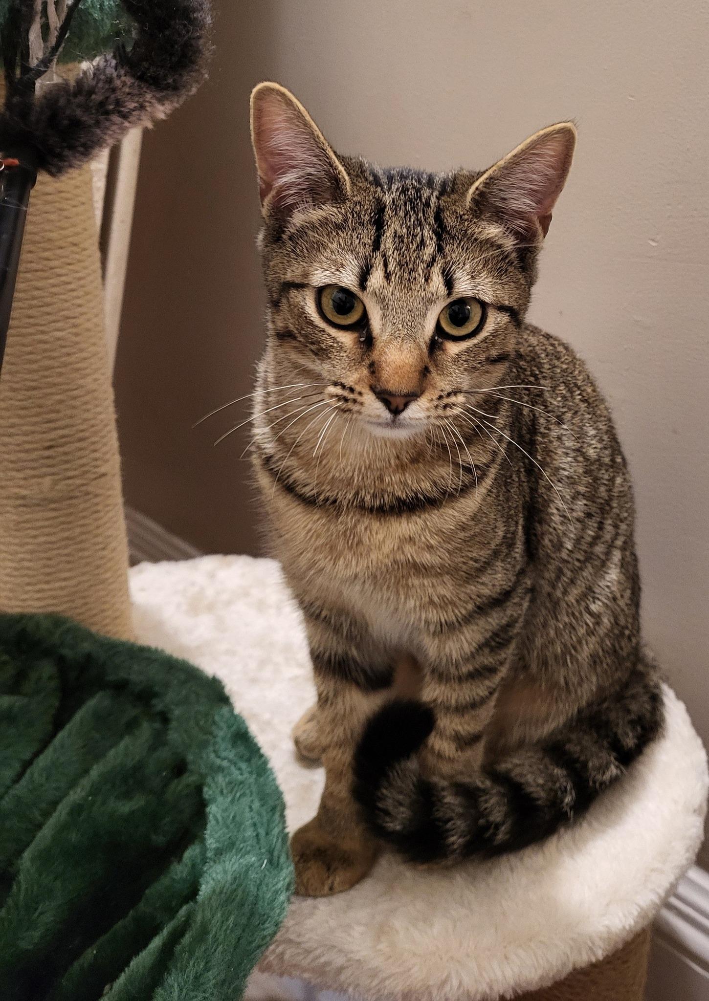 Enlarge Charlee, a ADOPTABLE Domestic Short Hair in Middletown, NY image 2/2