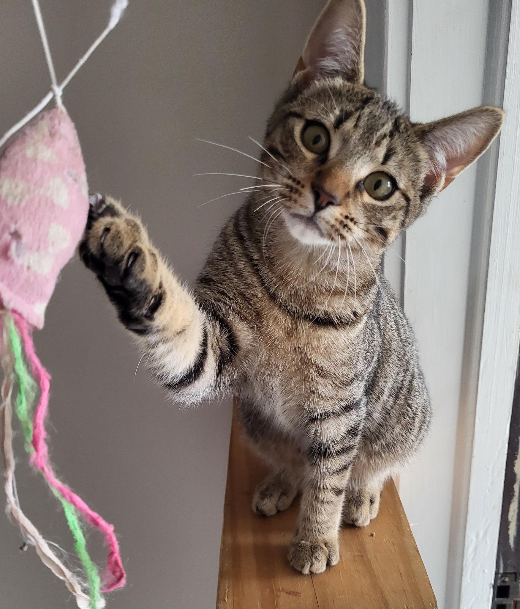 Enlarge Charlee, a ADOPTABLE Domestic Short Hair in Middletown, NY image 1/2