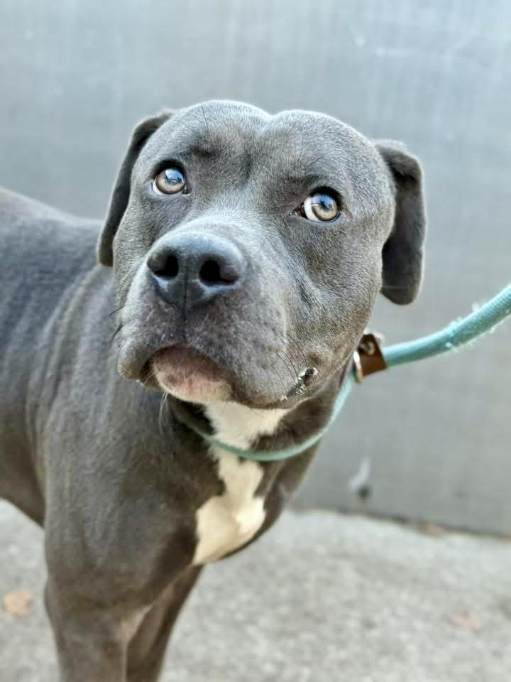 Highway, ADOPTABLE, Adult Male Pit Bull Terrier.