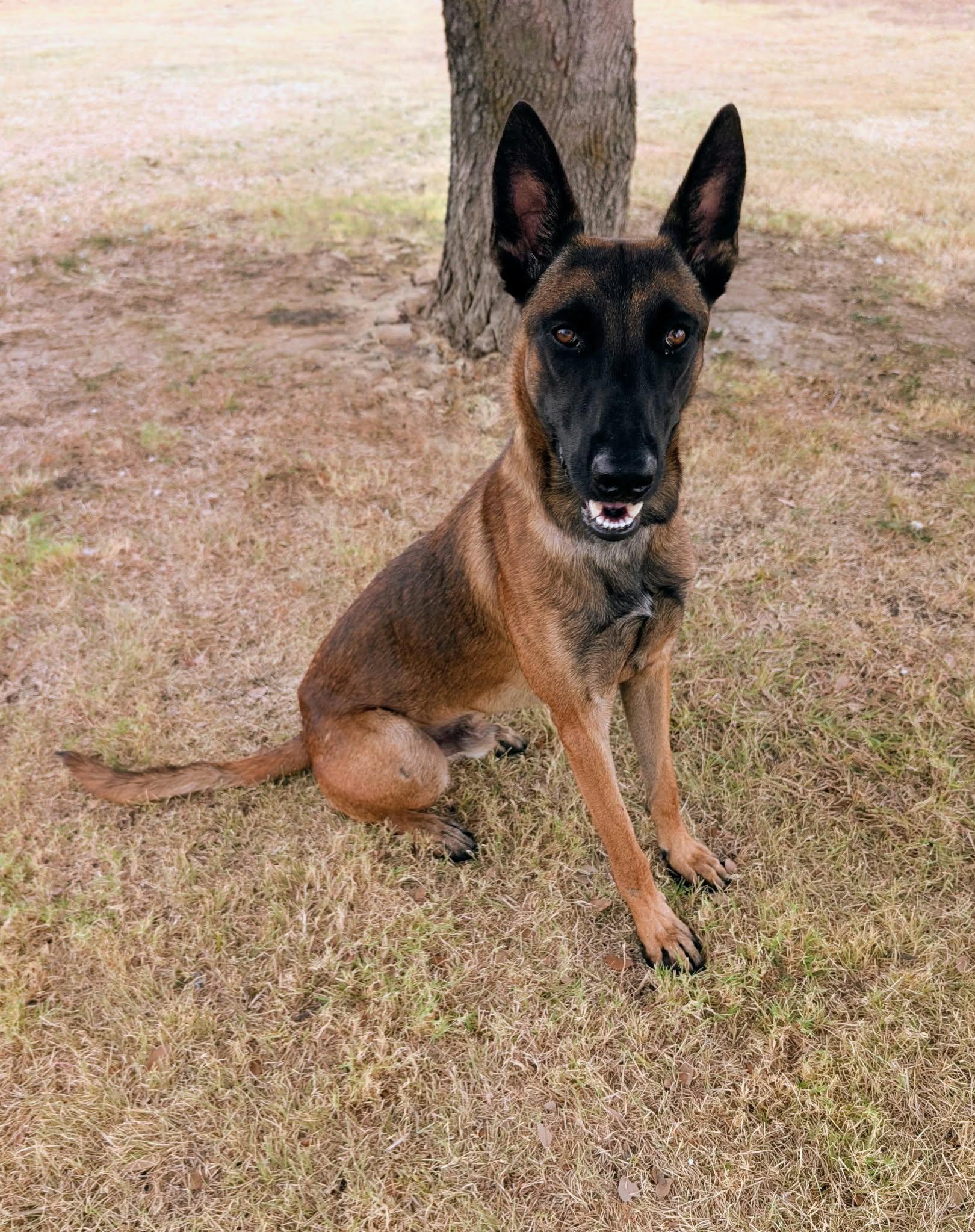 Enlarge Thunder, a Adoptable mixed breed in Cleburne, TX image 3/3