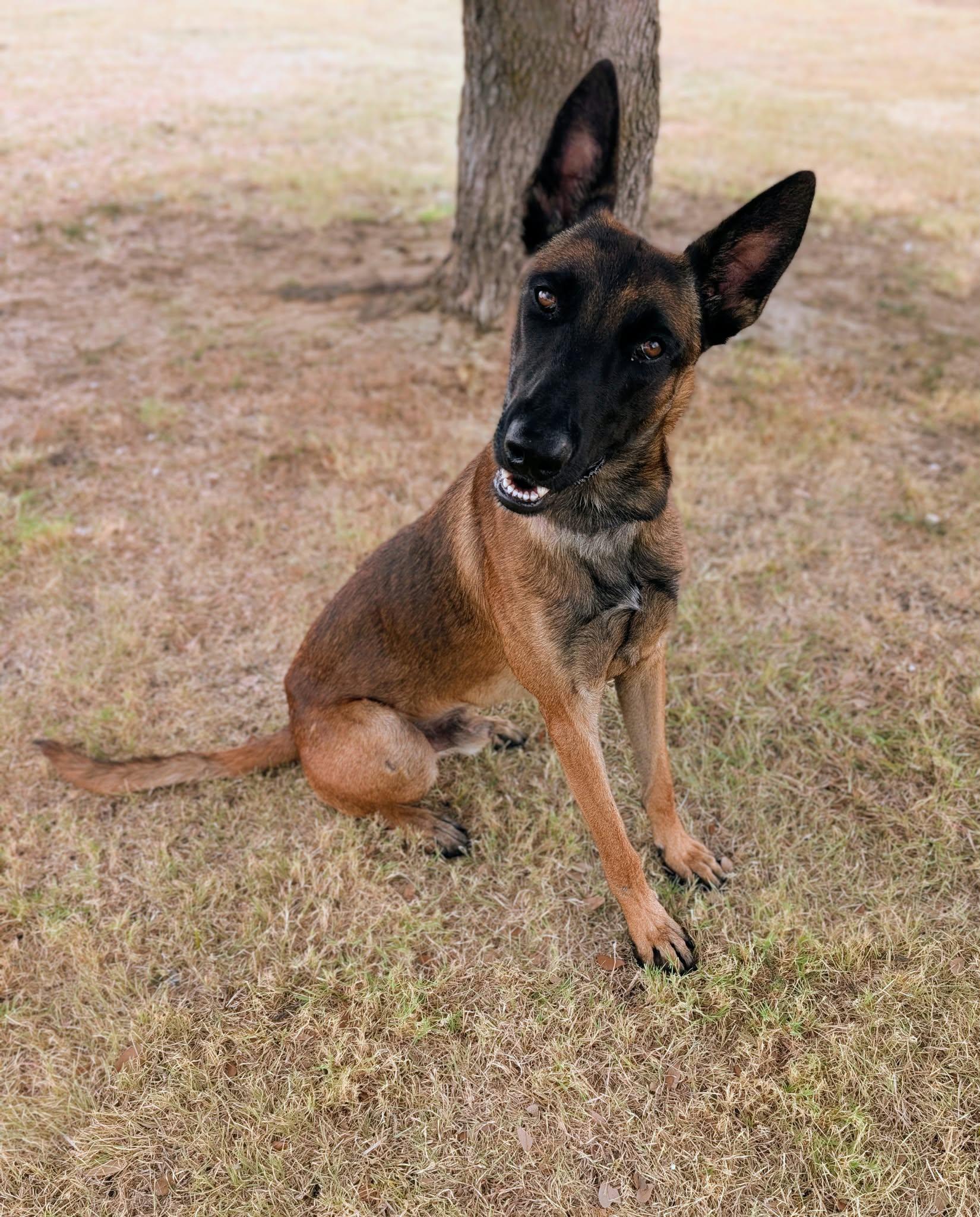 Enlarge Thunder, a Adoptable mixed breed in Cleburne, TX image 1/3