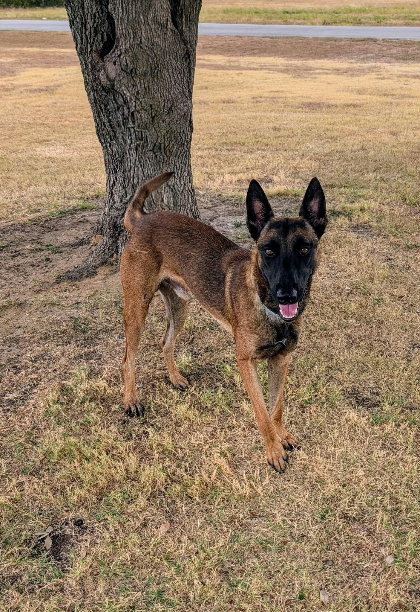Enlarge Thunder, a Adoptable mixed breed in Cleburne, TX image 2/3