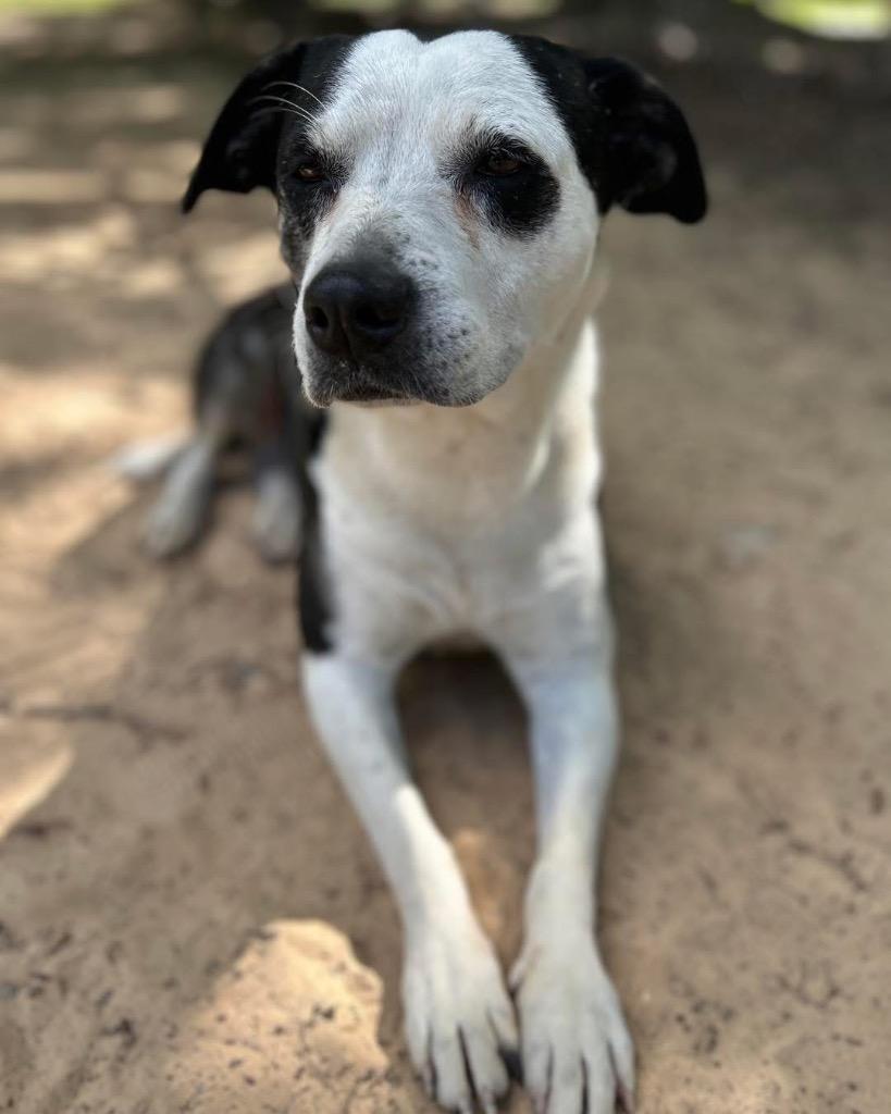 Socks, Adoptable, Adult Female Pit Bull Terrier.