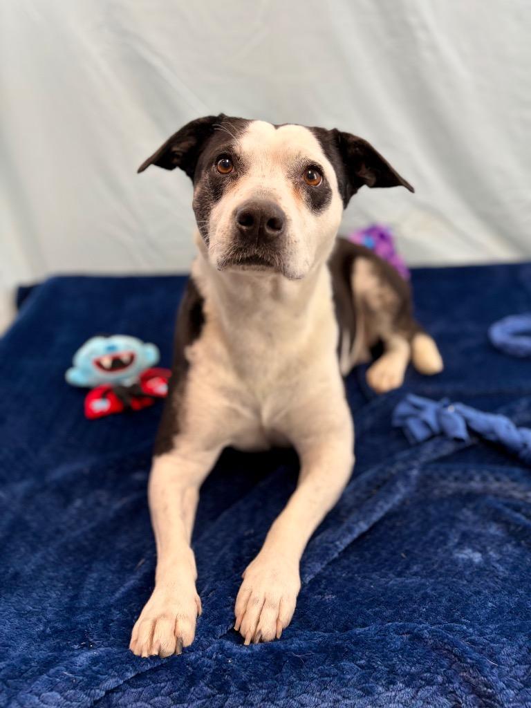 Enlarge Socks, a Adoptable Pit Bull Terrier in Nacogdoches, TX image 2/6