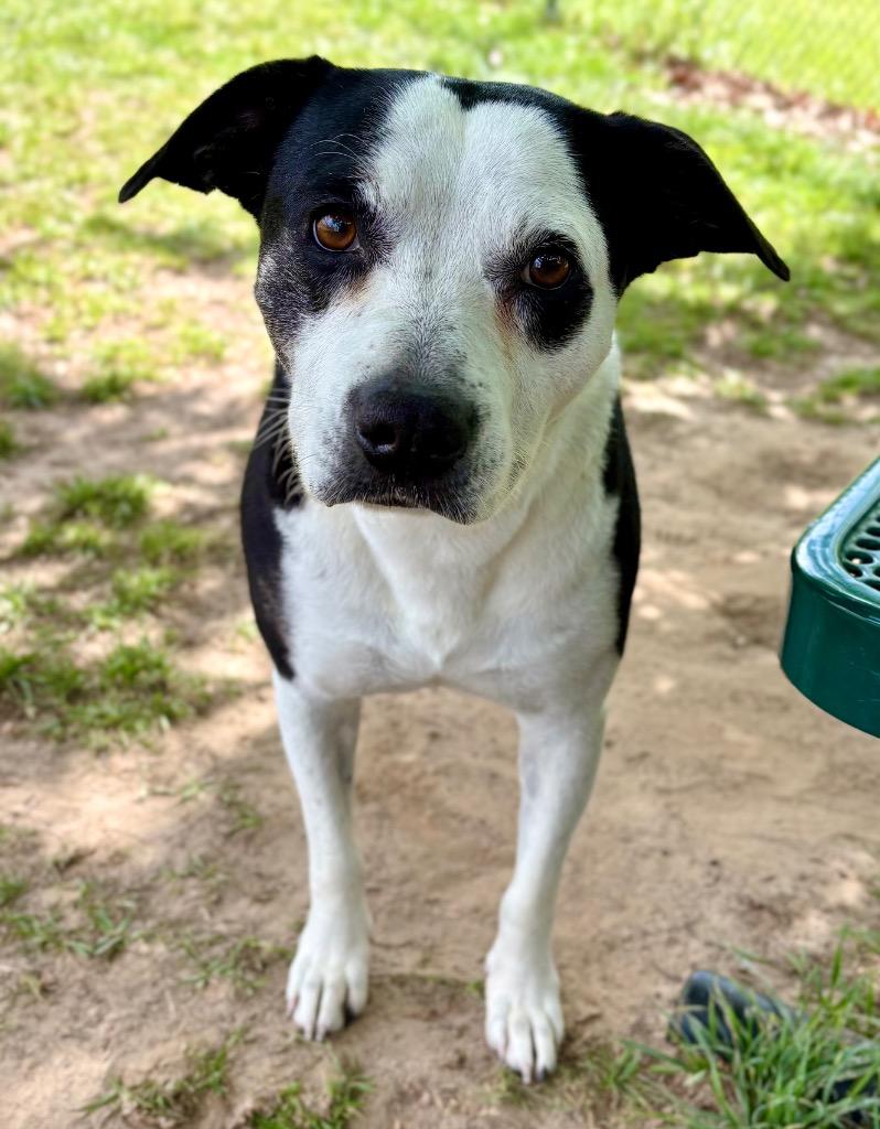Enlarge Socks, a Adoptable Pit Bull Terrier in Nacogdoches, TX image 3/6