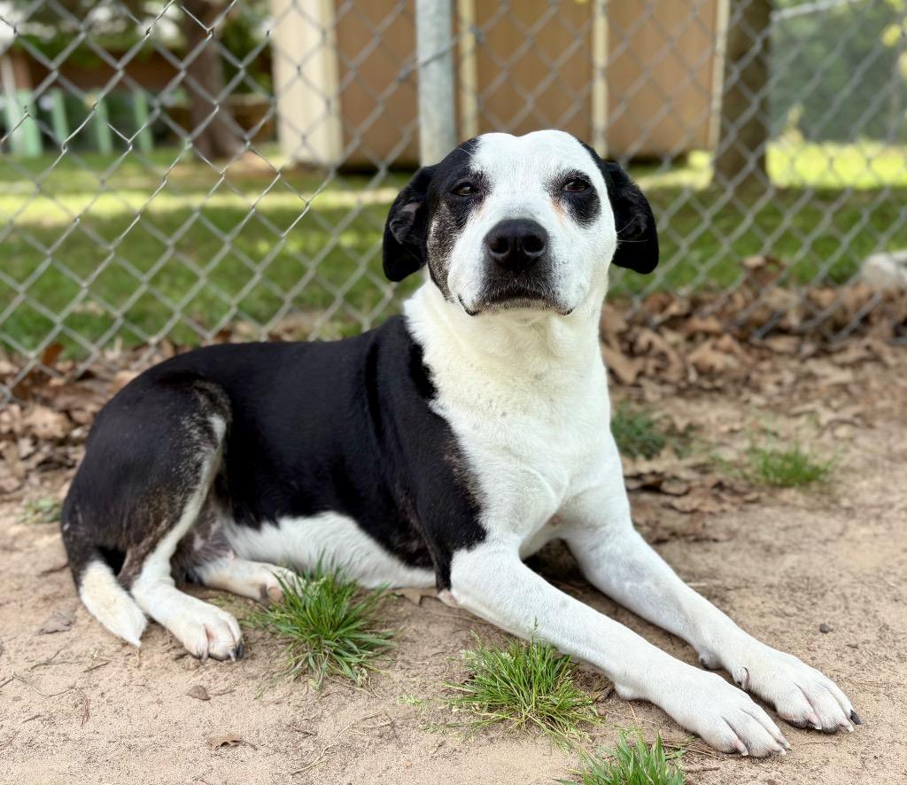 Enlarge Socks, a Adoptable Pit Bull Terrier in Nacogdoches, TX image 4/6