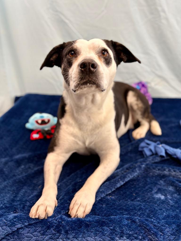 Enlarge Socks, a Adoptable Pit Bull Terrier in Nacogdoches, TX image 5/6