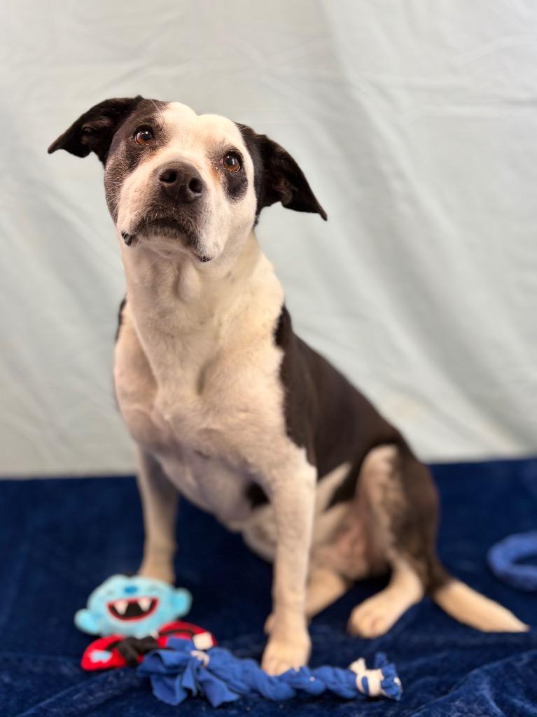 Enlarge Socks, a Adoptable Pit Bull Terrier in Nacogdoches, TX image 6/6