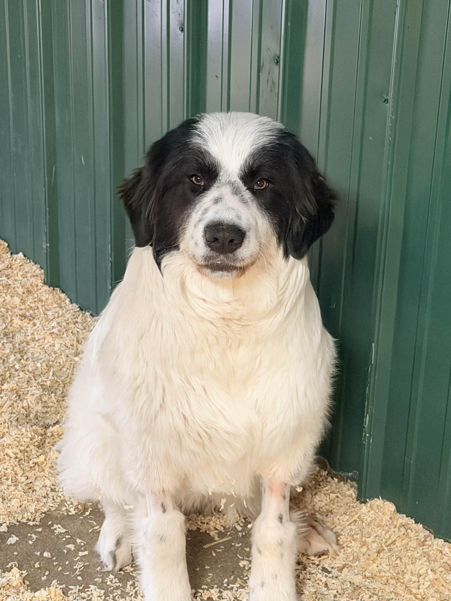 Enlarge Eclair, a Adoptable mixed breed in Richmond, MO image 2/3