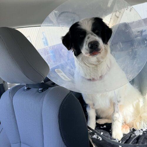 Eclair, Adoptable, Puppy Female Great Pyrenees & Newfoundland Dog.