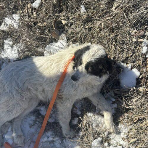 Enlarge Eclair, a Adoptable mixed breed in Richmond, MO image 2/3