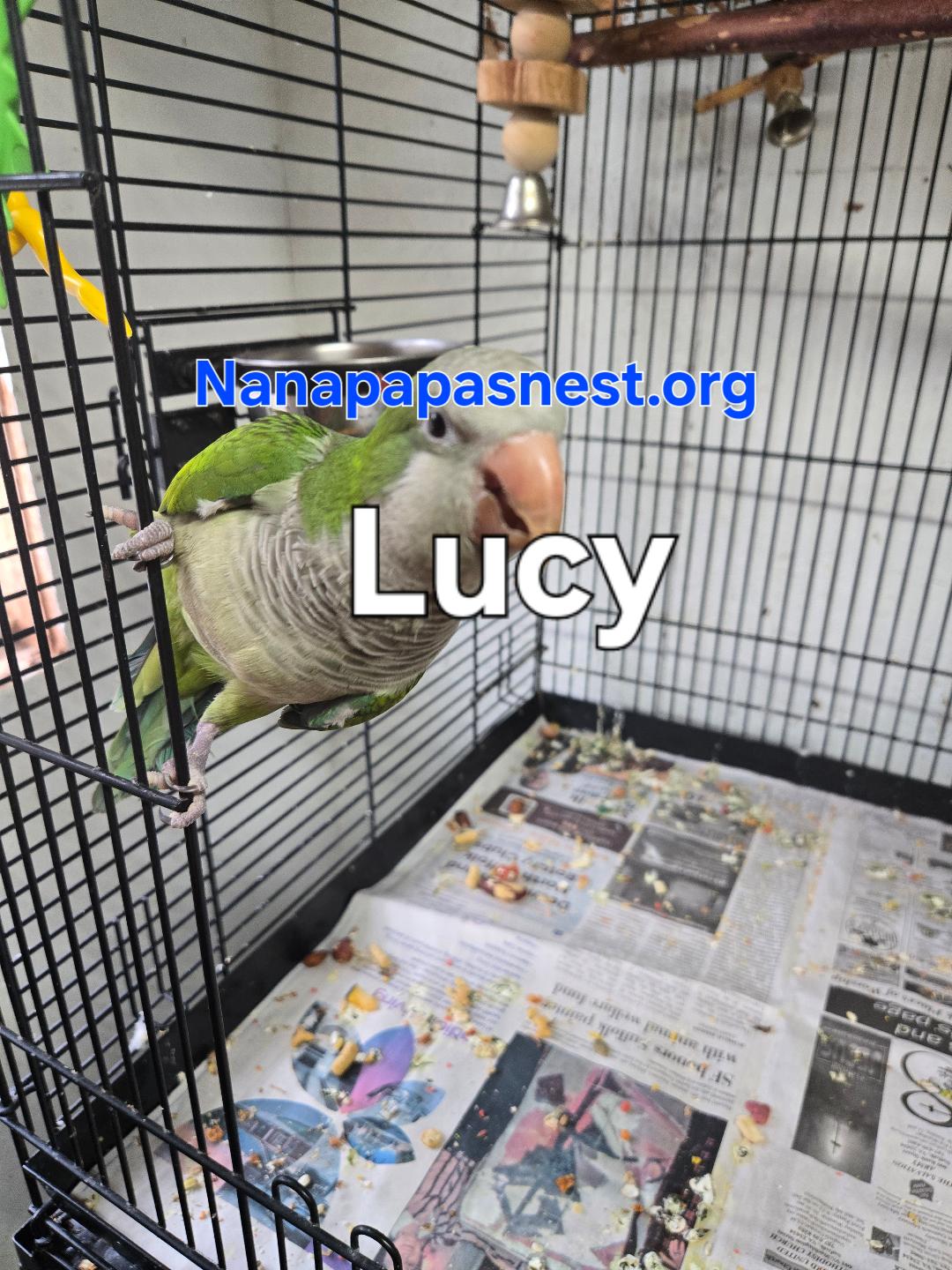 Lucy, Adoptable, Adult Unknown Quaker Parakeet.