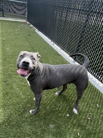 Yaya, Adoptable, Adult Female Mixed Breed & Mixed Breed.