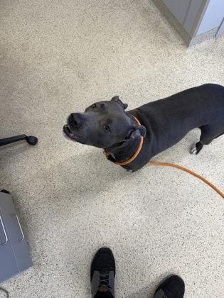 Yaya, Adoptable, Adult Female Mixed Breed & Mixed Breed.