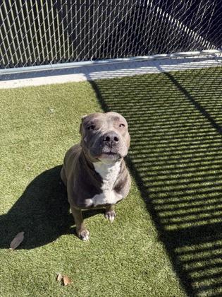 Enlarge Yaya, a Adoptable mixed breed in Lafayette, IN image 2/3