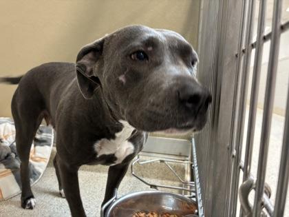 Enlarge Yaya, a Adoptable mixed breed in Lafayette, IN image 2/2