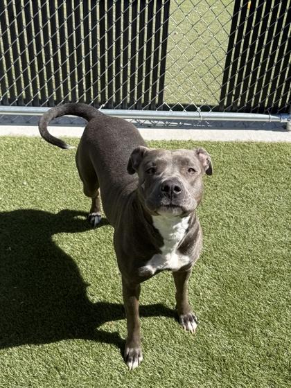 Enlarge Yaya, a Adoptable mixed breed in Lafayette, IN image 3/3