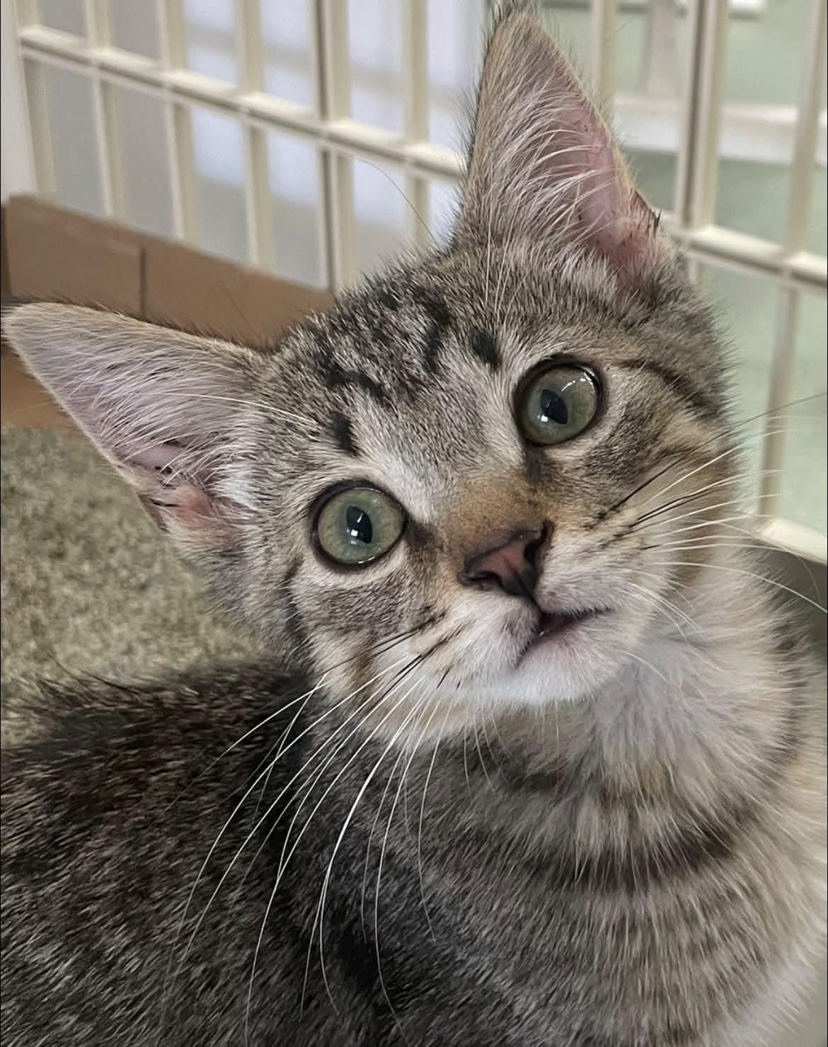 Enlarge Tink, a Adoptable Domestic Short Hair in Toledo, OH image 1/3