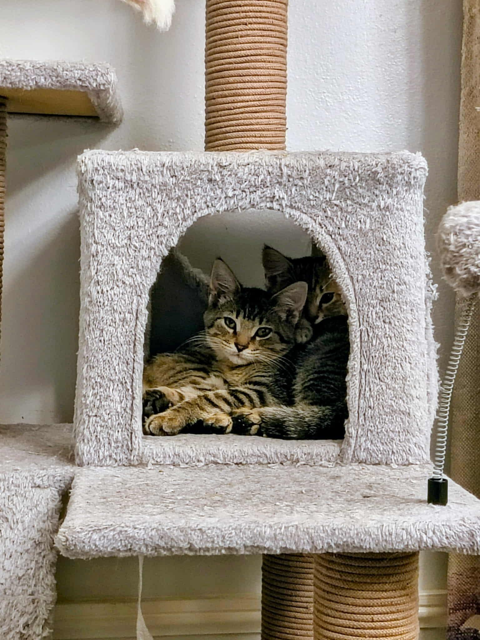 Enlarge Tink, a Adoptable Domestic Short Hair in Toledo, OH image 3/3