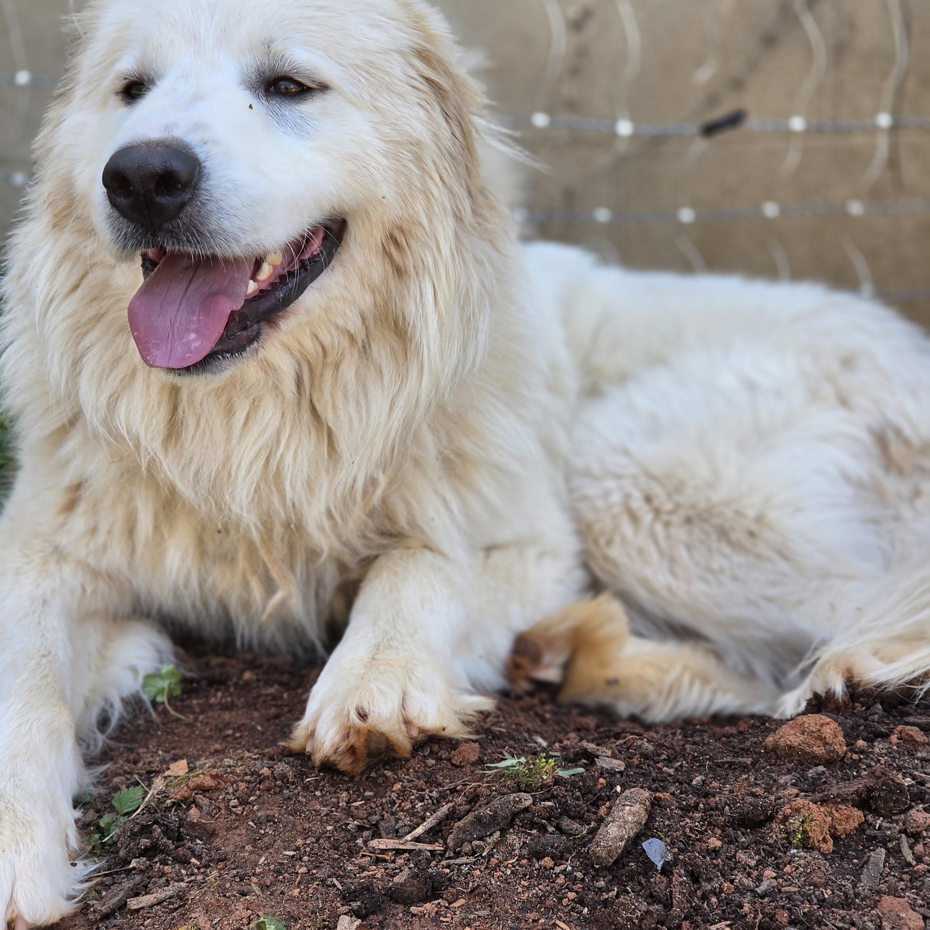 Enlarge Hammett, a ADOPTABLE Great Pyrenees in Seneca, SC image 1/1