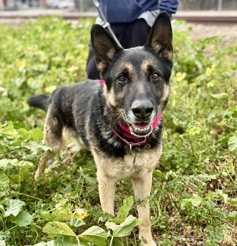 Enlarge JUNIOR, a ADOPTABLE German Shepherd Dog in Thousand Oaks, CA image 4/4