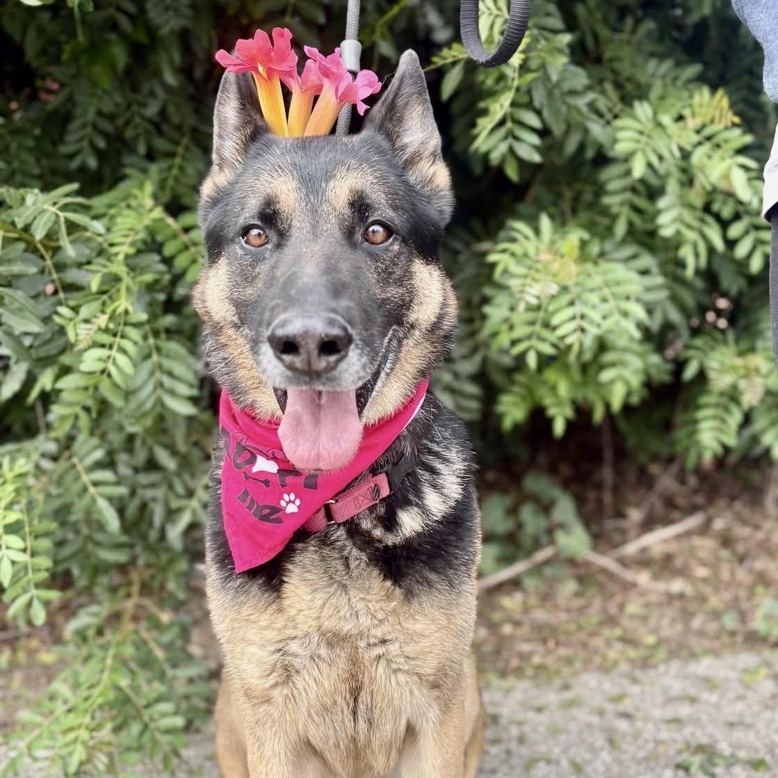 JUNIOR, ADOPTABLE, Senior Male German Shepherd Dog.