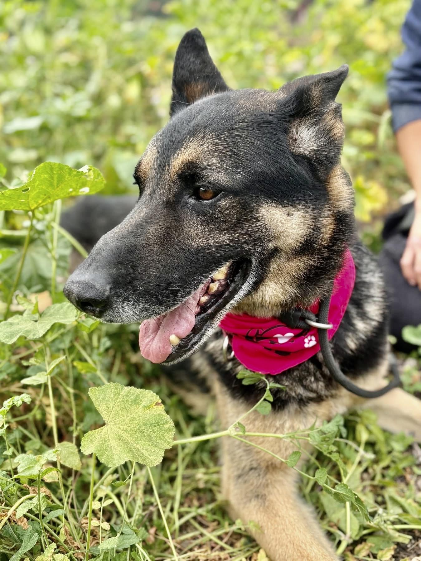 Enlarge JUNIOR, a ADOPTABLE German Shepherd Dog in Thousand Oaks, CA image 3/4