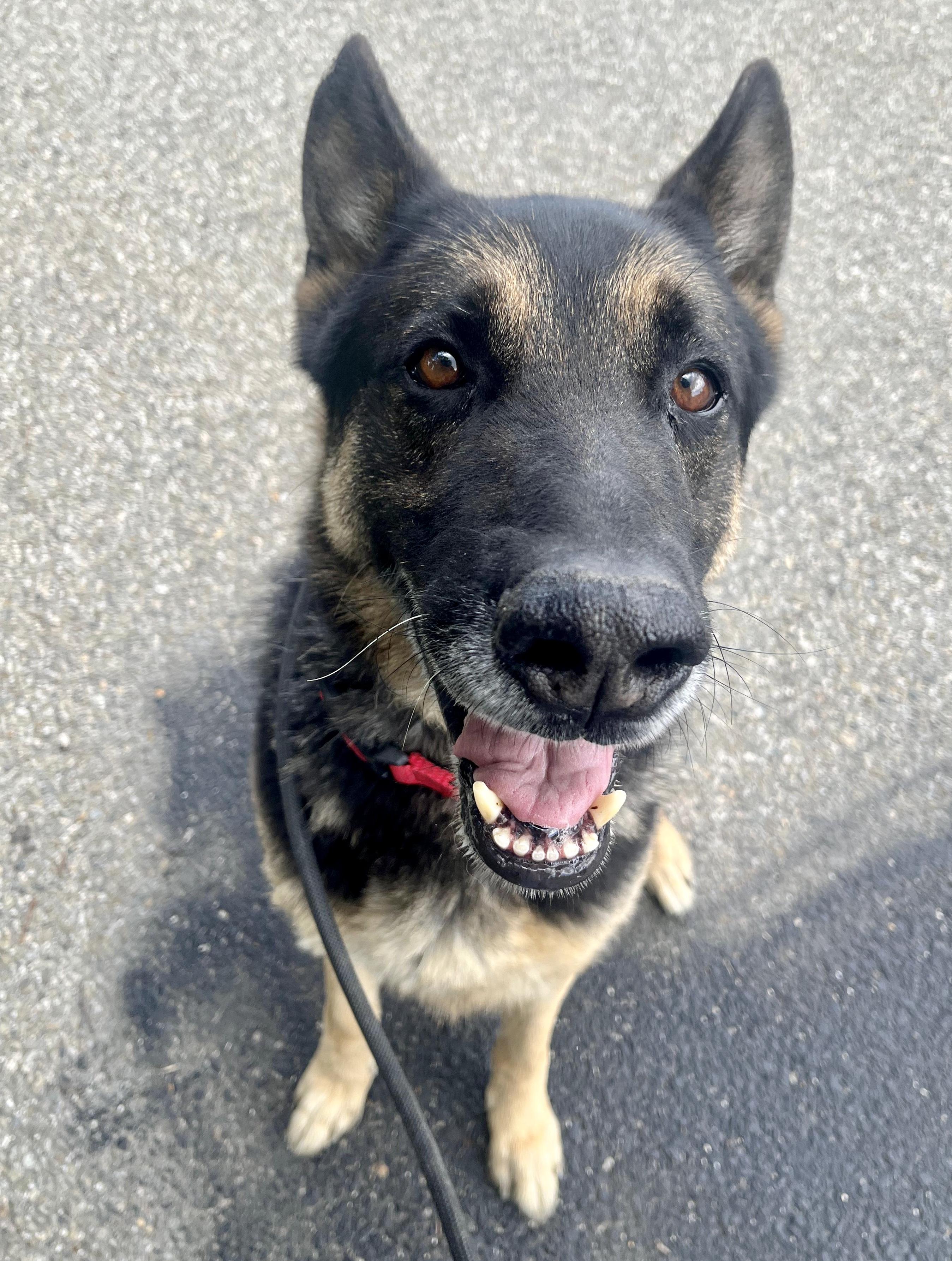 Enlarge JUNIOR, a ADOPTABLE German Shepherd Dog in Thousand Oaks, CA image 2/4