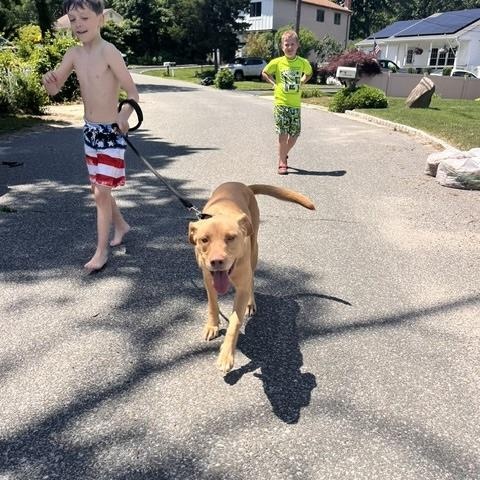 Enzo, an adopted mixed breed in Manhasset, NY image 4/6