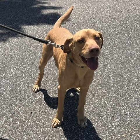 Enzo, an adopted mixed breed in Manhasset, NY image 1/6