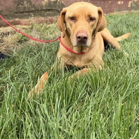 Enzo, an adopted mixed breed in Manhasset, NY image 6/6