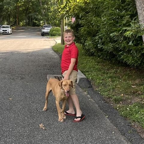 Enzo, an adopted mixed breed in Manhasset, NY image 2/6