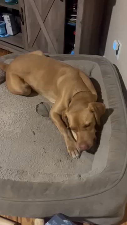 Enlarge Enzo, an adopted mixed breed in Manhasset, NY video 5/6