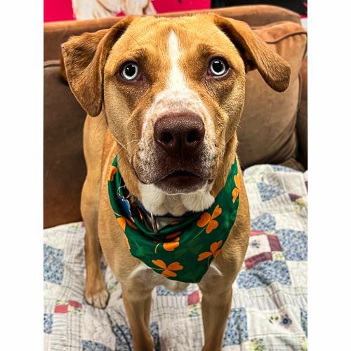 Enlarge Jazzy, a Adoptable mixed breed in Arlington Heights, IL image 1/8