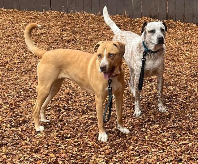 Enlarge Jazzy, a Adoptable mixed breed in Arlington Heights, IL image 2/8