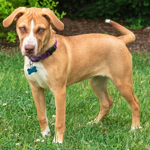 Enlarge Jazzy, a Adoptable mixed breed in Arlington Heights, IL image 3/8