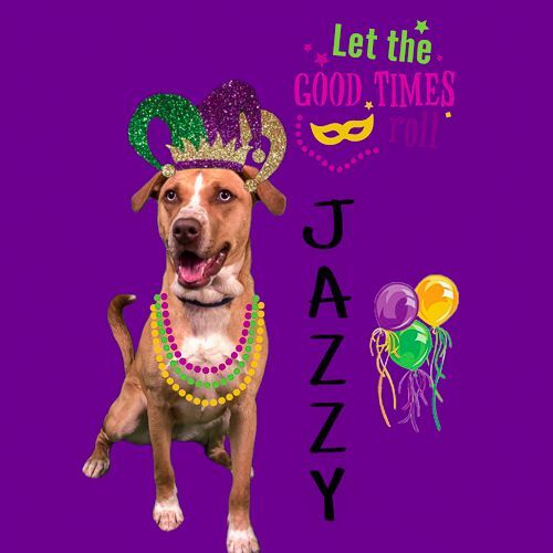 Enlarge Jazzy, a Adoptable mixed breed in Arlington Heights, IL image 4/8
