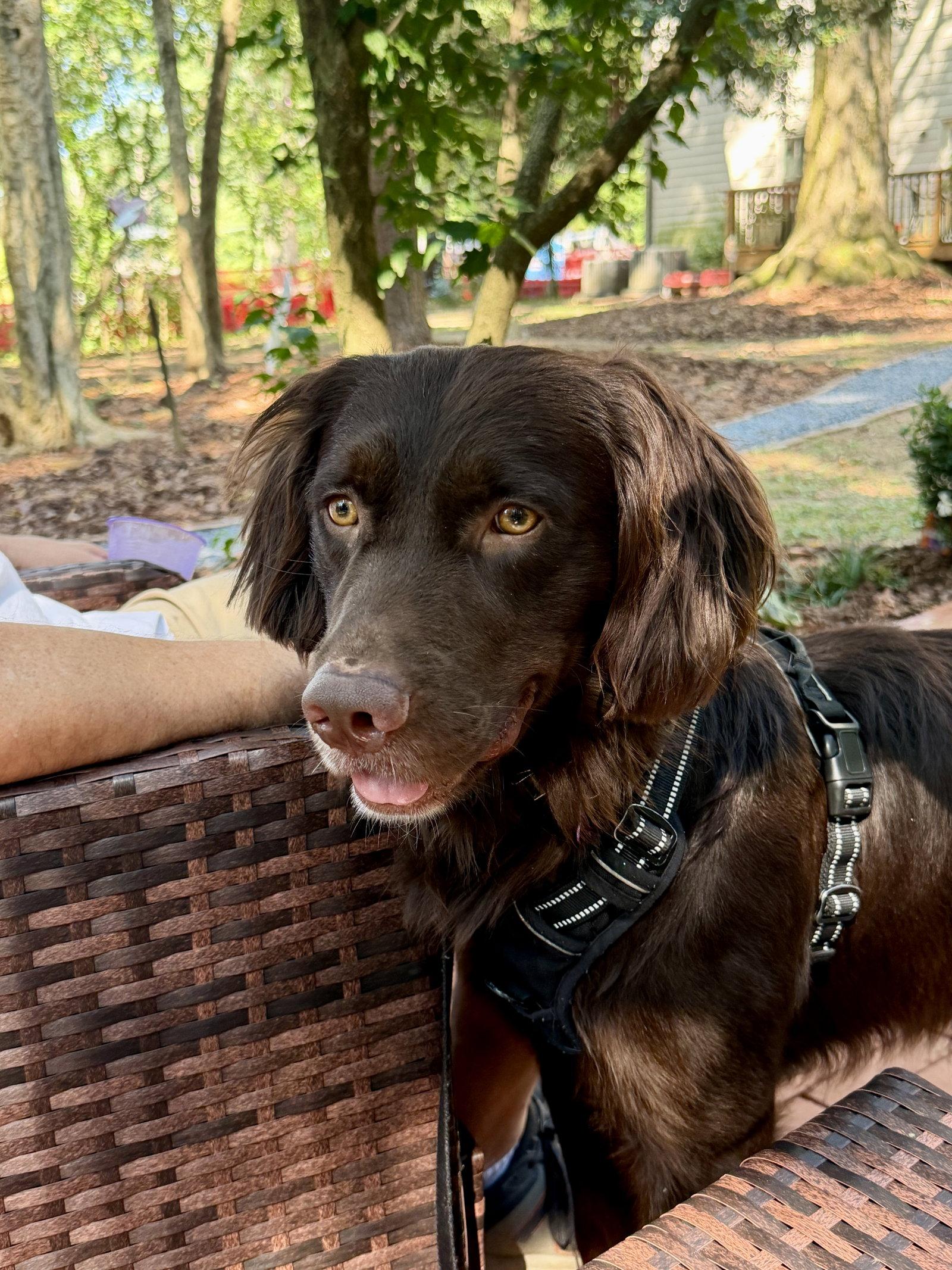 Murphy Clay, Adopted, Adult Male Golden Retriever & Chocolate Labrador Retriever.