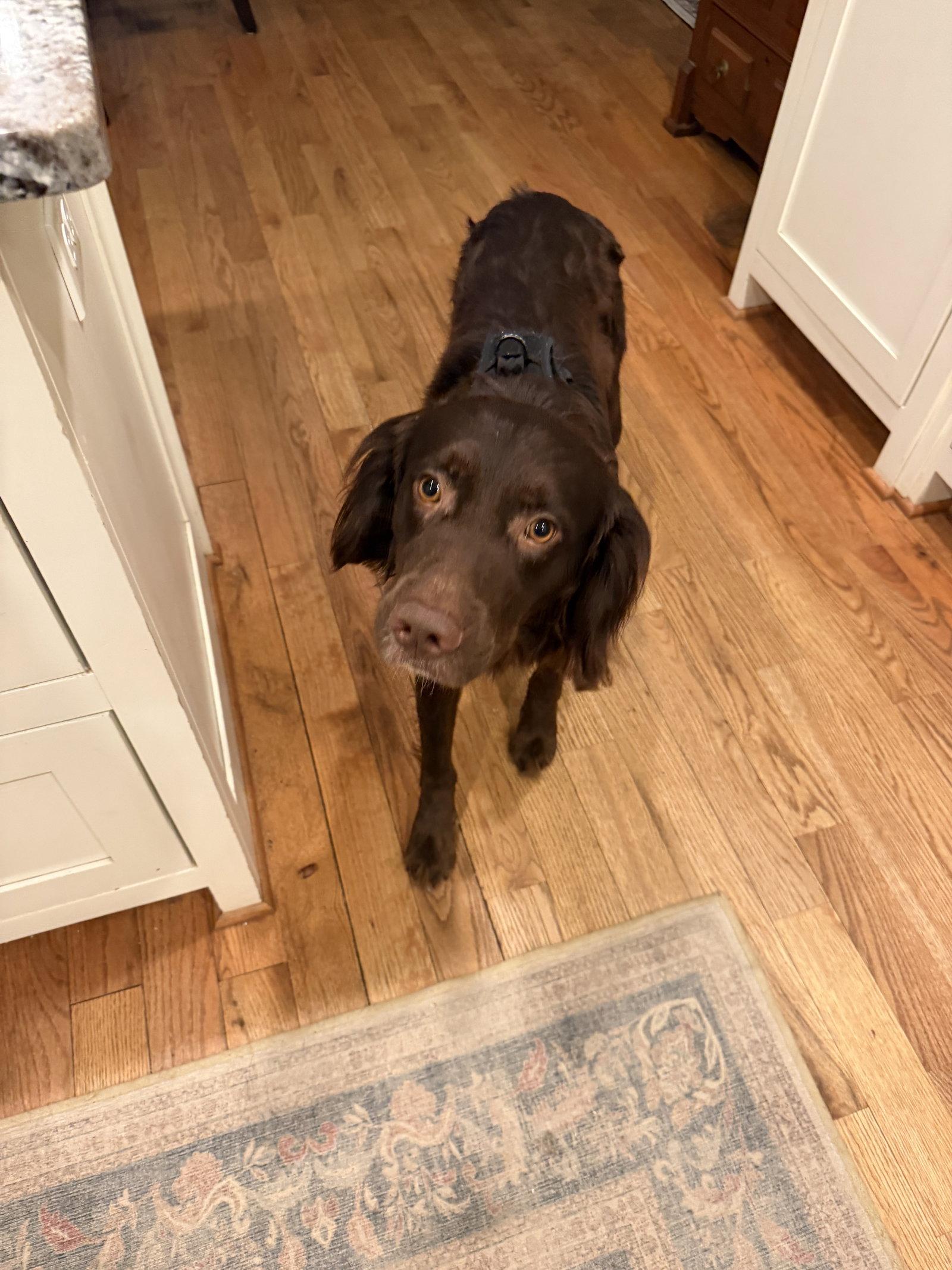 Enlarge Murphy Clay, a Adopted mixed breed in Alpharetta, GA image 2/3