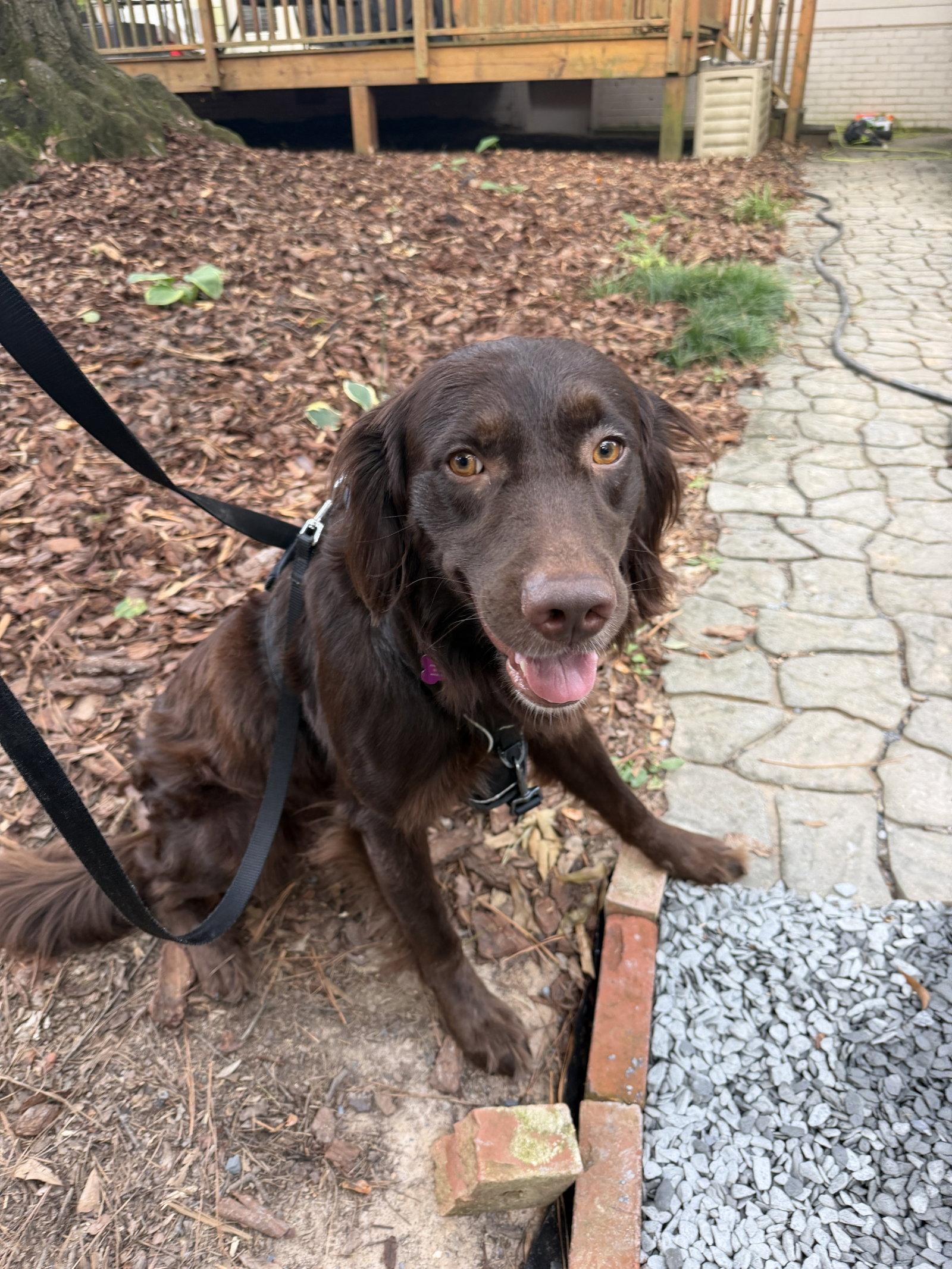 Enlarge Murphy Clay, a Adopted mixed breed in Alpharetta, GA image 3/3