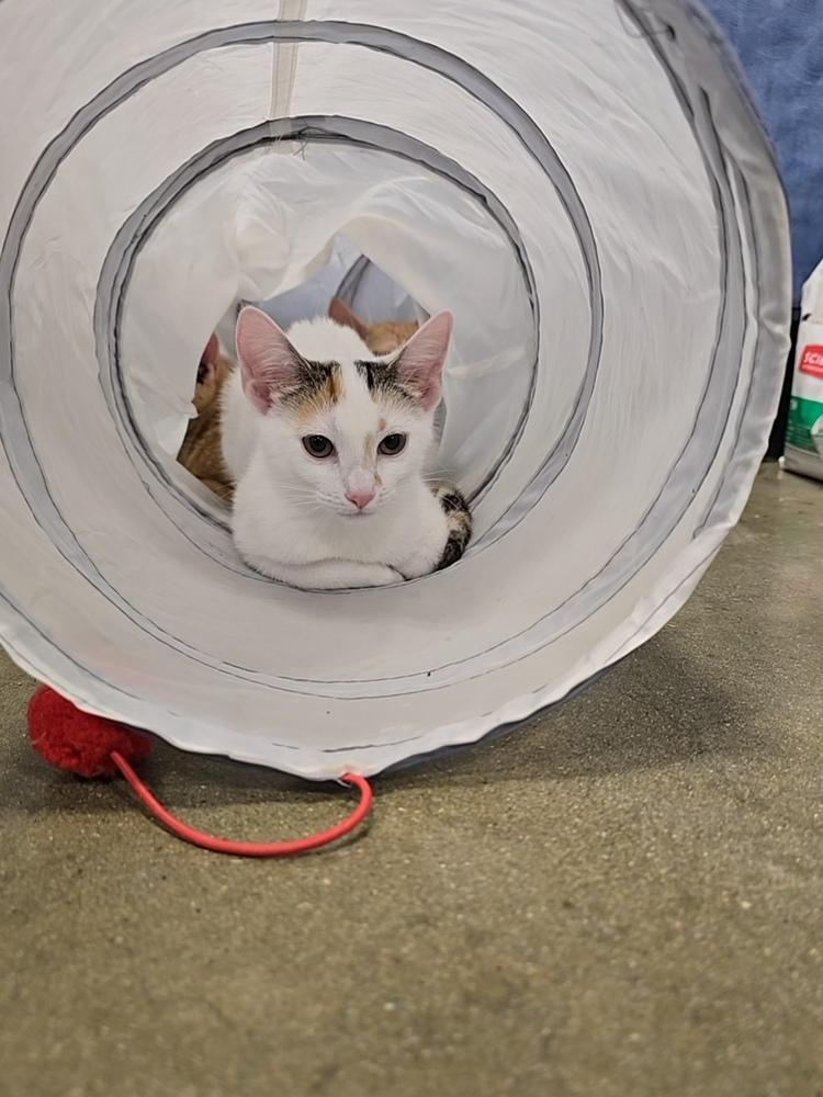 Enlarge Nina, a Adoptable Calico in Pittstown, NJ image 2/2