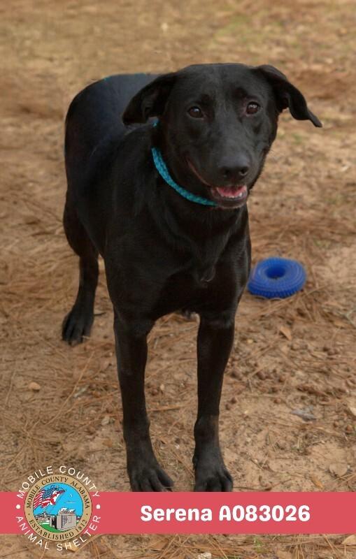 Enlarge Serena, a Adoptable Labrador Retriever in Mobile, AL image 1/3