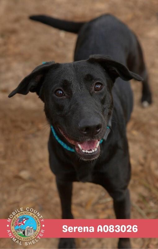 Enlarge Serena, a Adoptable Labrador Retriever in Mobile, AL image 2/3